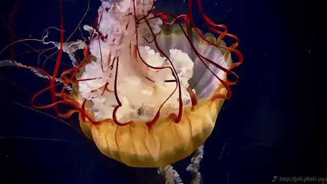 Snapshot of streamy_test15 chatting on 11-04-25, 11:53 streamy test15 online show from 11-04-25, 11:53