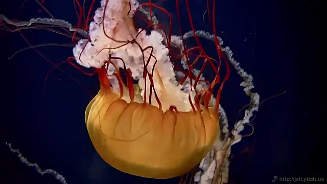 Snapshot of streamy_test15 chatting on 11-05-25, 12:16 streamy test15 online show from 11-05-25, 12:16