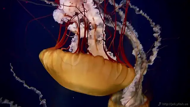 Snapshot of streamy_test15 chatting on 11-11-25, 05:24 streamy test15 online show from 11-11-25, 05:24