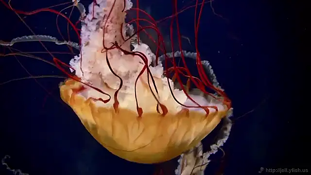 Snapshot of streamy_test15 chatting on 11-13-25, 11:53 streamy test15 online show from 11-13-25, 11:53