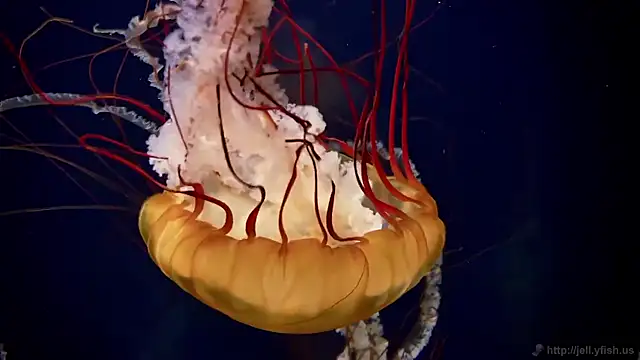 Snapshot of streamy_test15 chatting on 12-02-25, 11:37 streamy test15 online show from 12-02-25, 11:37