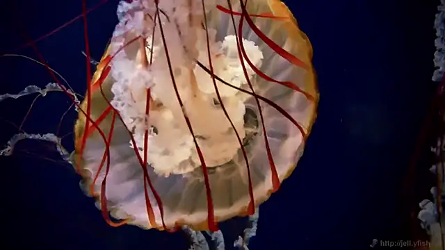 Snapshot of streamy_test15 chatting on 12-03-25, 02:37 streamy test15 online show from 12-03-25, 02:37