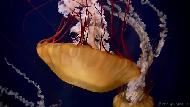 Snapshot of streamy_test15 chatting on 12-04-25, 03:10 streamy test15 online show from 12-04-25, 03:10