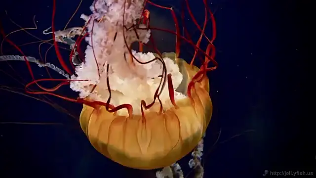 Snapshot of streamy_test15 chatting on 12-17-25, 12:11 streamy test15 online show from 12-17-25, 12:11