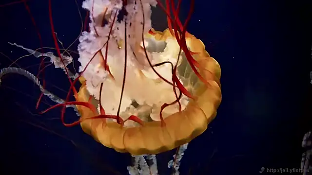 Snapshot of streamy_test15 chatting on 12-18-25, 09:15 streamy test15 online show from 12-18-25, 09:15