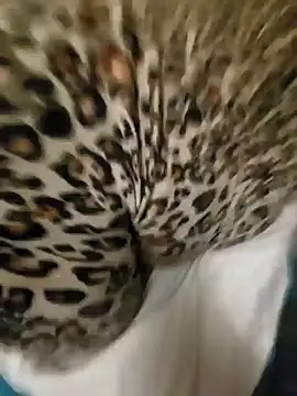 Cameltoekilla online show from 01-17-25, 02:08