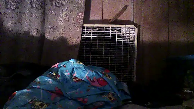 Snapshot of luke_thighwalker2469 chatting on 12-02-25, 02:50 luke thighwalker2469 online show from 12-02-25, 02:50