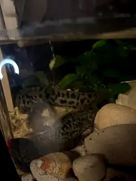 BroadFantasy online show from 10-18-25, 07:14