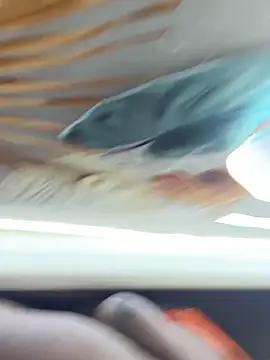 BigBossaNova69 online show from 10-08-25, 05:38