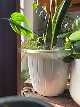 Snapshot of alburt_1996 chatting on 12-31-24, 03:55 alburt 1996 online show from 12-31-24, 03:55