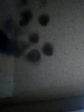 Leocesar37 online show from 11-25-25, 05:57