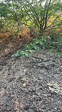 tamil000000 online show from 03-10-25, 01:56