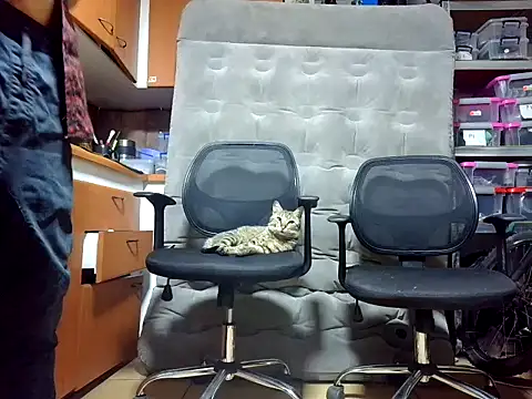 GaseMabe online show from 12-02-24, 12:19