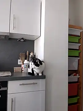 Snapshot of TerrasWildlife chatting on 03-22-25, 09:02 TerrasWildlife online show from 03-22-25, 09:02