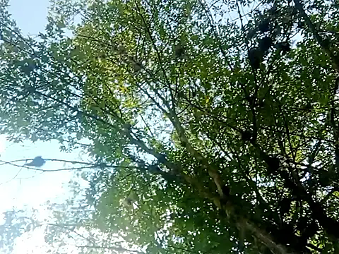 Snapshot of Darly_Gomez chatting on 03-15-25, 03:27 Darly Gomez online show from 03-15-25, 03:27