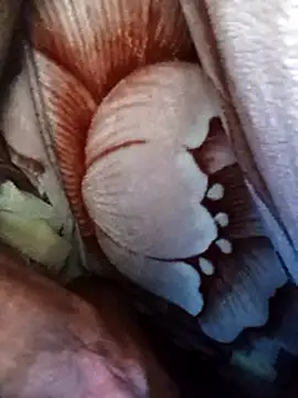 dick-boy-arabic1 online show from 12-17-24, 02:55