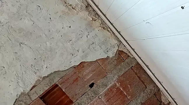 frotasso online show from 01-18-25, 04:31