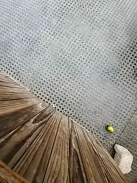 tesaodaweb online show from 12-15-25, 03:16