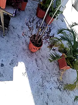 Snapshot of dreamers_dick chatting on 01-03-25, 06:44 dreamers dick online show from 01-03-25, 06:44