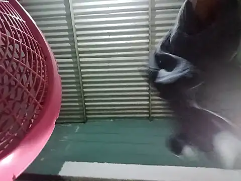 Rpra online show from 03-10-25, 11:10