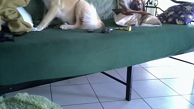 Damn bro23 online show from 02-20-26, 07:32