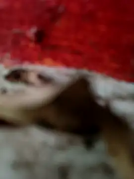 himvilohi08 online show from 10-18-25, 12:50