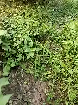 himvilohi08 online show from 10-19-25, 11:55