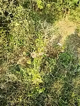 himvilohi08 online show from 01-10-26, 10:50