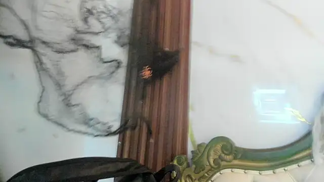 Snapshot of CoralieBronson chatting on 10-28-25, 08:44 CoralieBronson online show from 10-28-25, 08:44