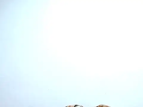 saara johnson496 online show from 10-30-25, 11:38