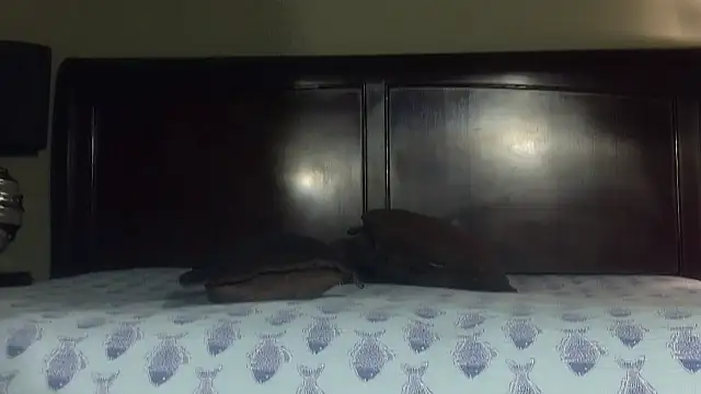 Hornylouisewil online show from 11-21-25, 12:43