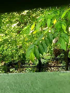 Snapshot of Exoticovergon chatting on 03-12-26, 12:55 Exoticovergon online show from 03-12-26, 12:55