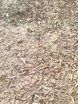 Snapshot of sonotutto chatting on 10-16-25, 08:04 sonotutto online show from 10-16-25, 08:04