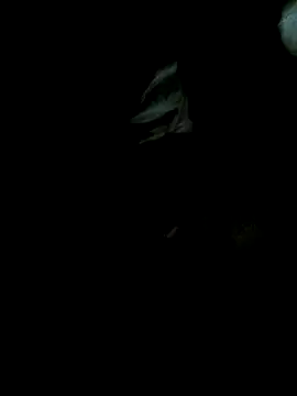 Snapshot of SelenaPromes chatting on 09-18-25, 02:08 SelenaPromes online show from 09-18-25, 02:08