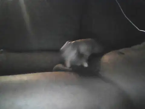 Snapshot of Bigcockjamaican876 chatting on 10-19-25, 04:46 Bigcockjamaican876 online show from 10-19-25, 04:46