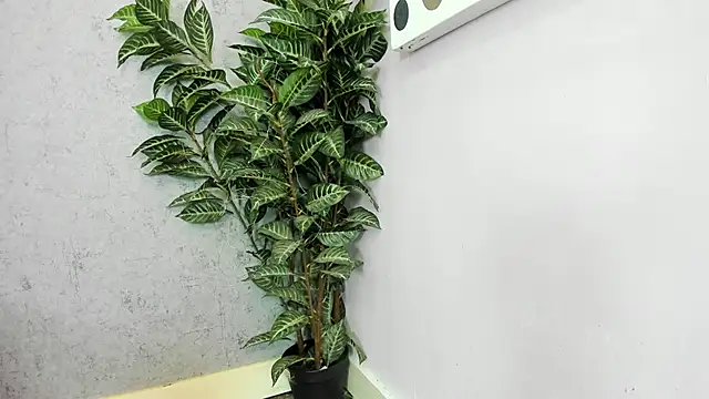 Snapshot of scarlett646 chatting on 02-26-26, 03:05 scarlett646 online show from 02-26-26, 03:05