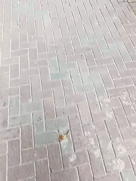 king godgm online show from 11-24-25, 08:47