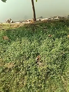 king godgm online show from 12-21-25, 04:08