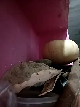 Payal950 online show from 10-09-25, 09:46