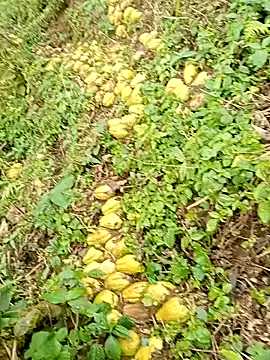 hera-00 online show from 01-13-26, 02:50