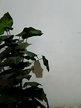 Snapshot of Jessica-03 chatting on 03-04-26, 04:57 Jessica-03 online show from 03-04-26, 04:57