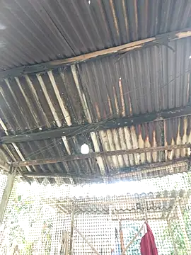 Snapshot of Squirrel-Pear chatting on 11-20-25, 03:50 Squirrel-Pear online show from 11-20-25, 03:50