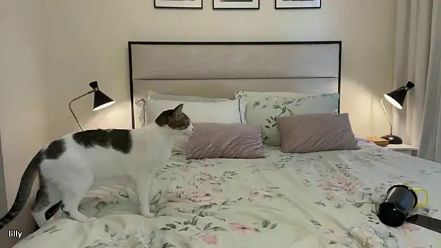 Snapshot of Itslillybloom chatting on 11-14-25, 04:22 Itslillybloom online show from 11-14-25, 04:22