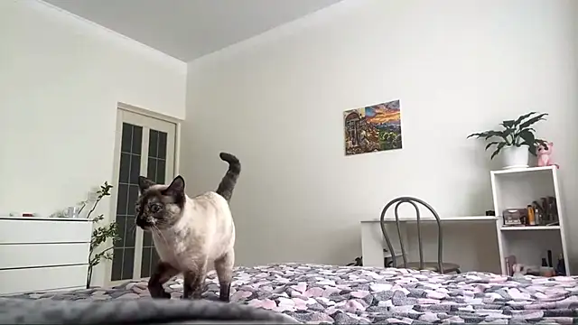 GingerMikos online show from 11-06-25, 08:04