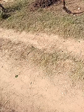 Neetujk online show from 11-17-25, 05:02