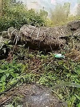 Pampirara online show from 03-26-26, 08:53