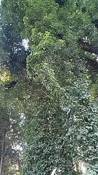 Snapshot of Horny_hippie chatting on 10-24-25, 09:33 Horny hippie online show from 10-24-25, 09:33