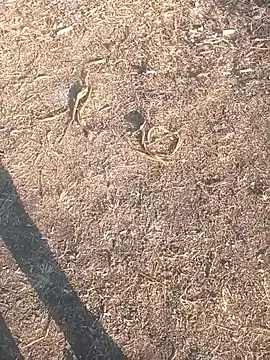 diwanamastan999 online show from 01-16-26, 10:41