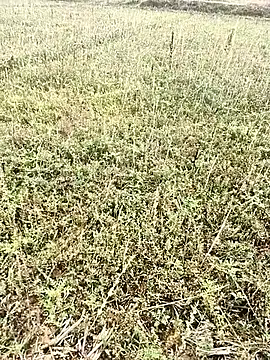 Sheela Sex90 online show from 04-06-26, 03:59