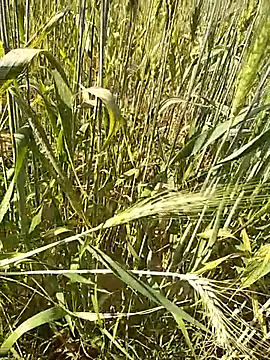 hornycouple20000 online show from 02-16-26, 09:16